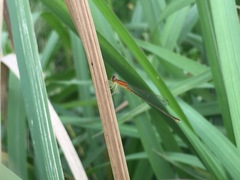 Ischnura asiatica