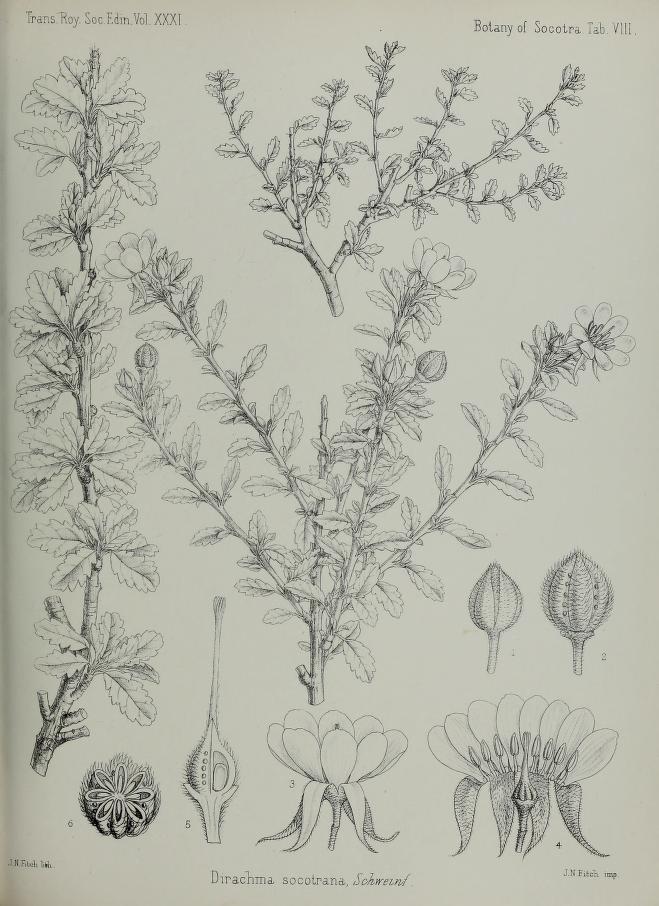 Dirachmaceae
