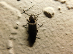 Ignelater havaniensis