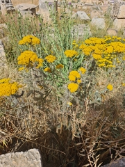 Achillea arabica