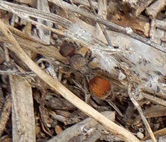 Dasymutilla texanella