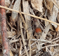 Dasymutilla texanella