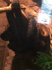 Chilabothrus subflavus