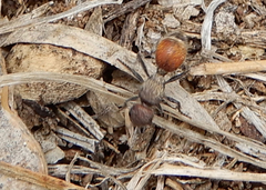 Dasymutilla texanella