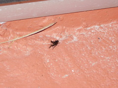 Neonemobius cubensis