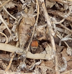 Dasymutilla texanella