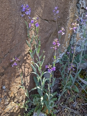 Boechera sparsiflora