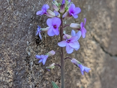 Boechera sparsiflora