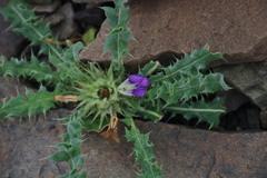 Acanthopsis hoffmannseggiana