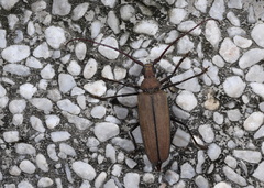 Aegolipton marginale