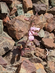 Collinsia tinctoria