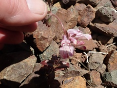 Collinsia tinctoria
