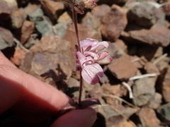 Collinsia tinctoria