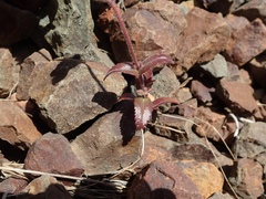 Collinsia tinctoria