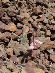Collinsia tinctoria
