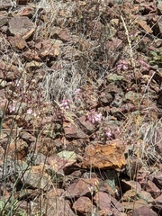 Collinsia tinctoria