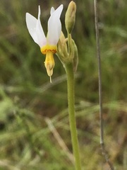 Primula pauciflora cusickii