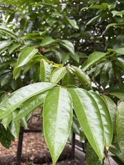 Phaleria