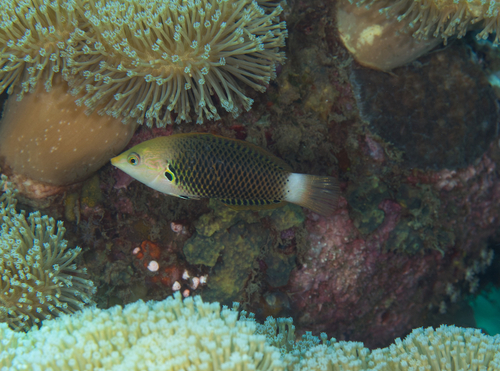 Axilspot wrasse (Halichoeres podostigma) — Labridae — 2