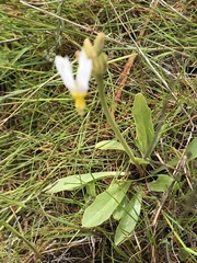 Primula pauciflora cusickii