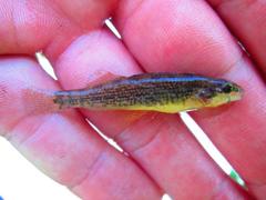 Etheostoma burri