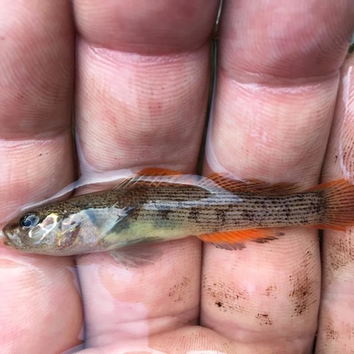 Striated darter (Etheostoma striatulum) — Percidae — 2