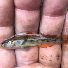 Striated Darter photo 2