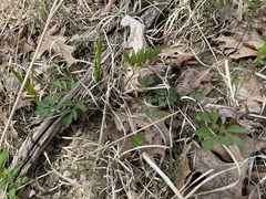 Thaspium chapmanii