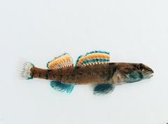 Etheostoma collettei
