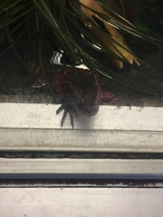 Shinisaurus crocodilurus