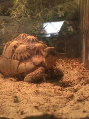 Geochelone