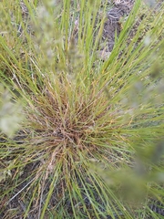 Poa bulbosa vivipara