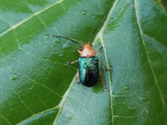 Metaxyonycha salvini