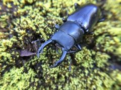 Dorcus rubrofemoratus yamadai