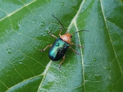 Metaxyonycha salvini