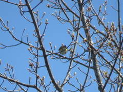 Vireo solitarius