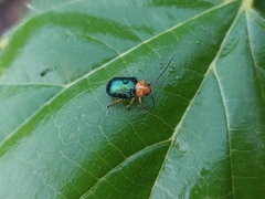 Metaxyonycha salvini