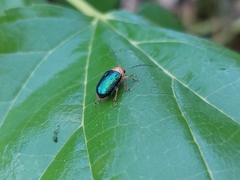 Metaxyonycha salvini