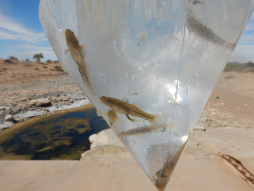 Chlamydogobius eremius