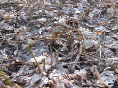 Onocleaceae