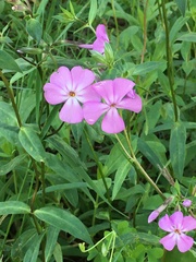Phlox ovata