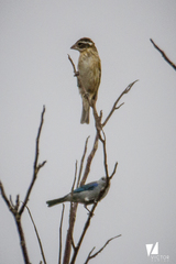Pheucticus melanocephalus