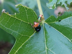 Metaxyonycha salvini