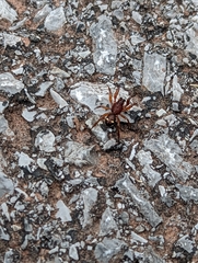 Asagena americana