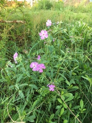Phlox ovata