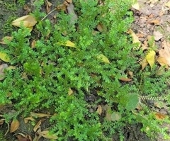 Selaginella apoda