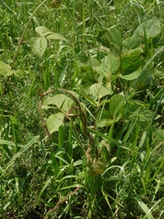 Pueraria montana lobata