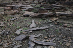 Acanthopsis hoffmannseggiana