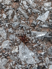 Asagena americana