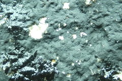 Hydropunctaria maura